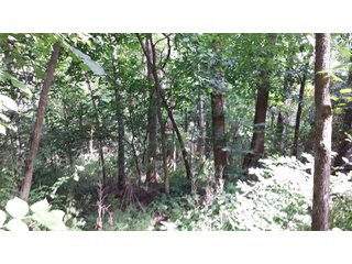 Property photo 13 - Real Estate Auction - 125.5 Acres in 6 Tracts - Tillable Farmland, Country Home, Building Sites, Wooded Land